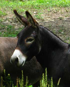Critter Haven Farm Miniature Donkeys